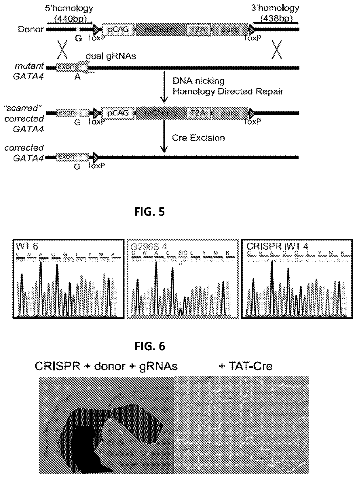 Engineered cardiomyocytes and uses threof