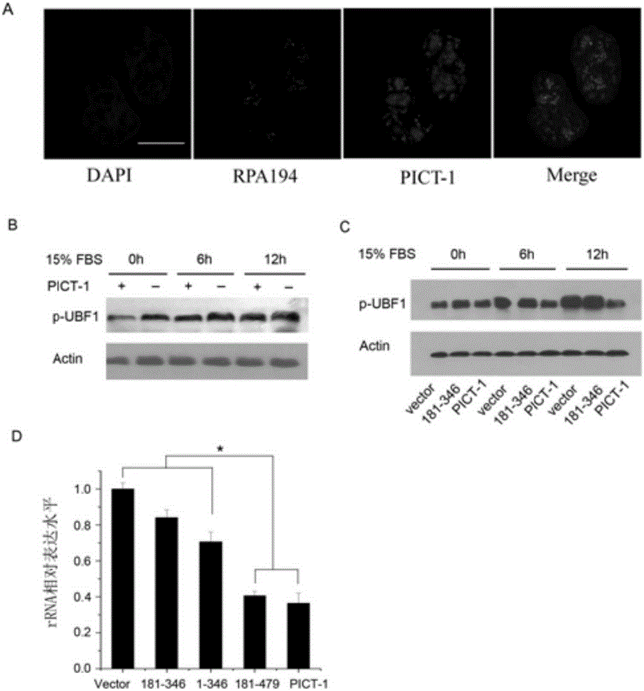 PICT-1 protein truncated mutant and application thereof