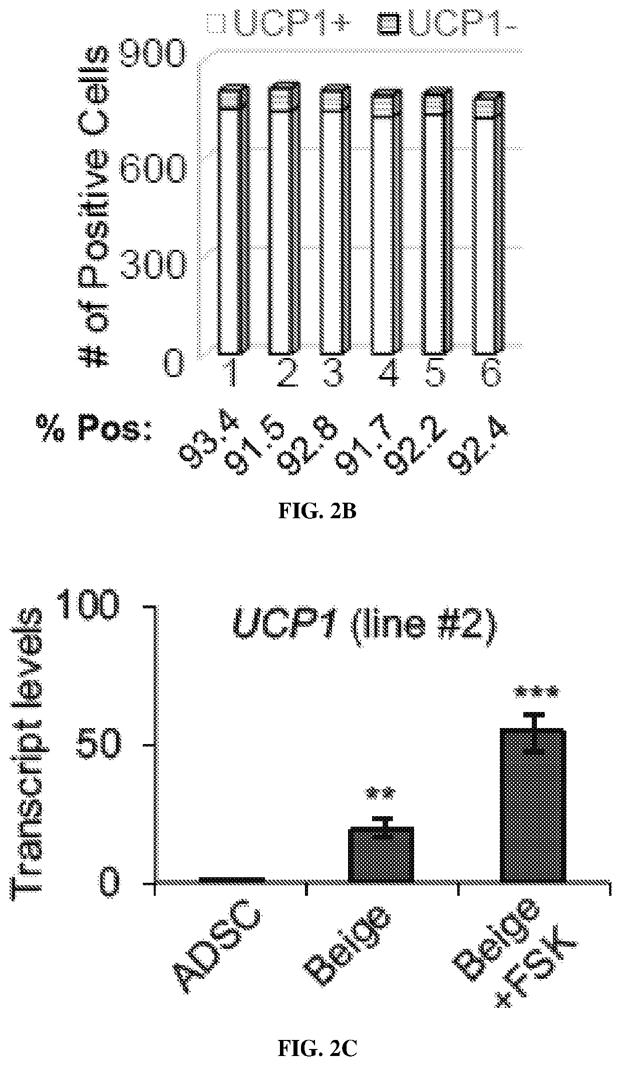 Non-naturally occurring thermogenic adipocytes, methods of making, and methods of use thereof