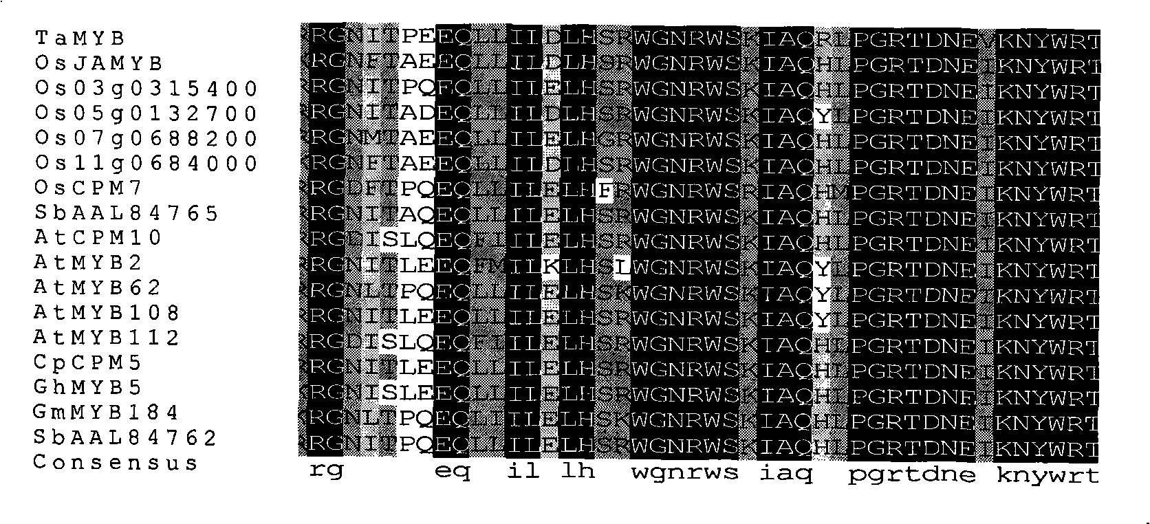 Disease-resistant correlated wheat MYB albumen, coding gene and application thereof