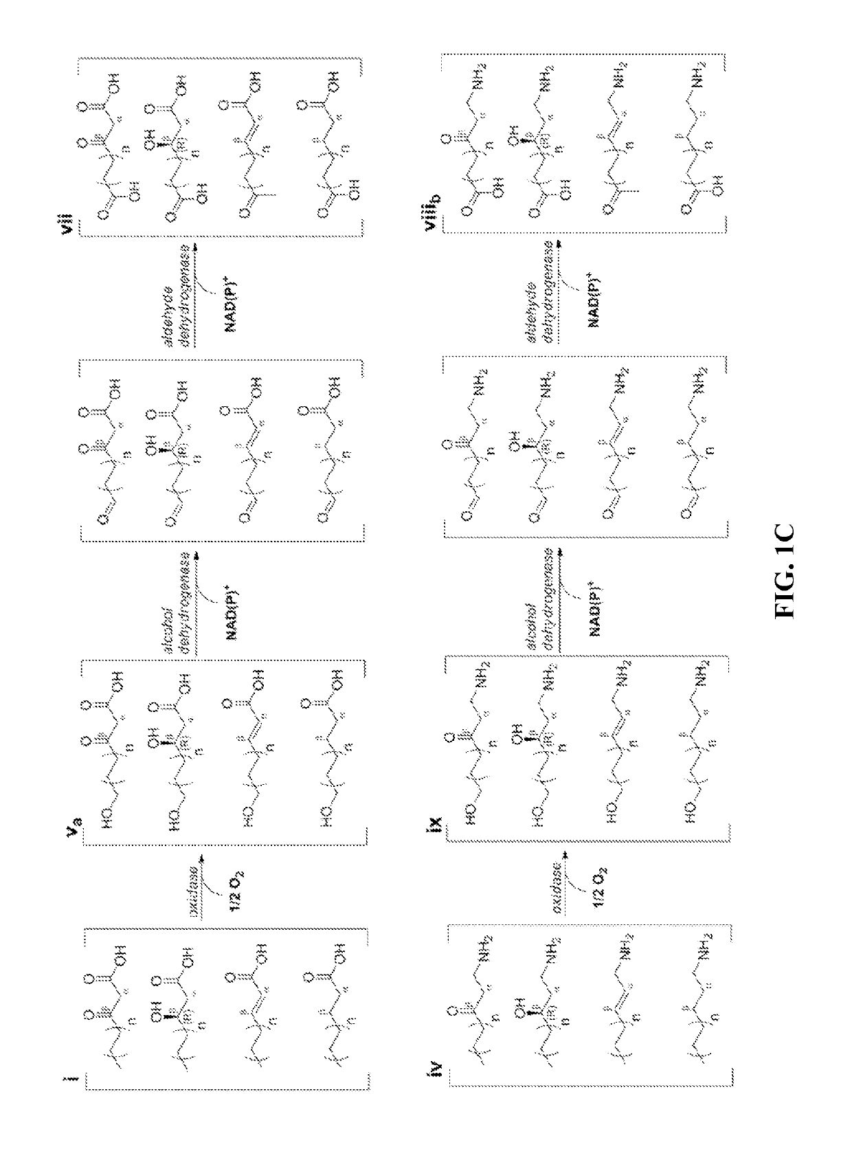 Type II fatty acid synthesis enzymes in reverse β-oxidation