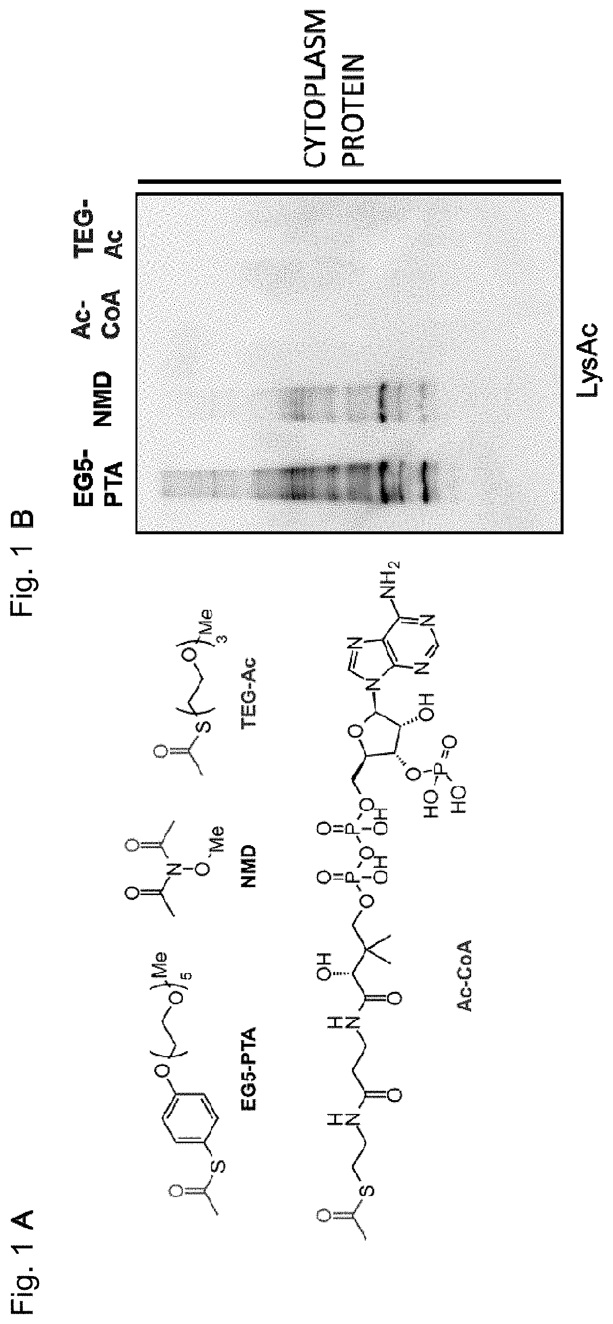 Artificial catalyst system for selective acylation of chromosome protein