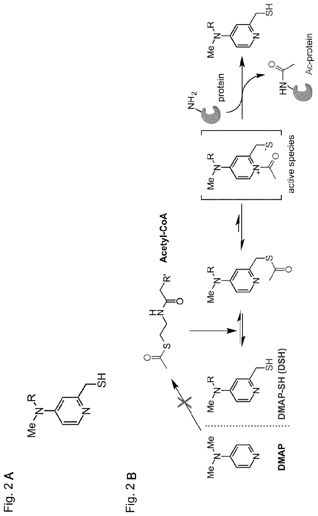 Artificial catalyst system for selective acylation of chromosome protein