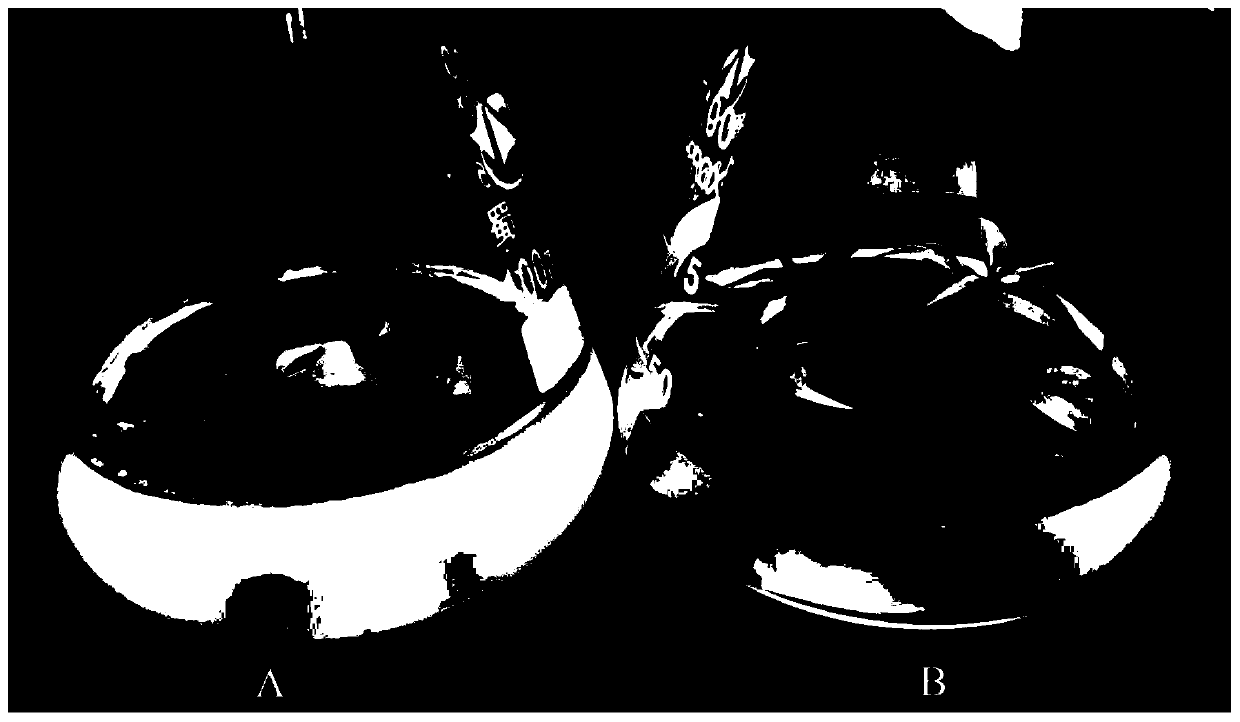 Method for evidently increasing Litsea cubeba cluster bud rooting rate