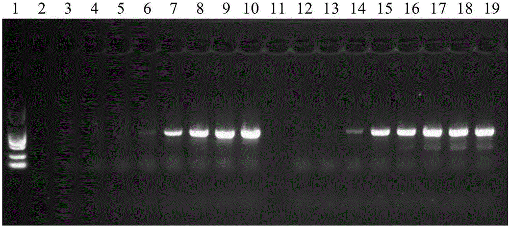 PCR (polymerase chain reaction) amplification primer for oviductus ranae medicinal material DNA (deoxyribonucleic acid) bar code identification and amplification method