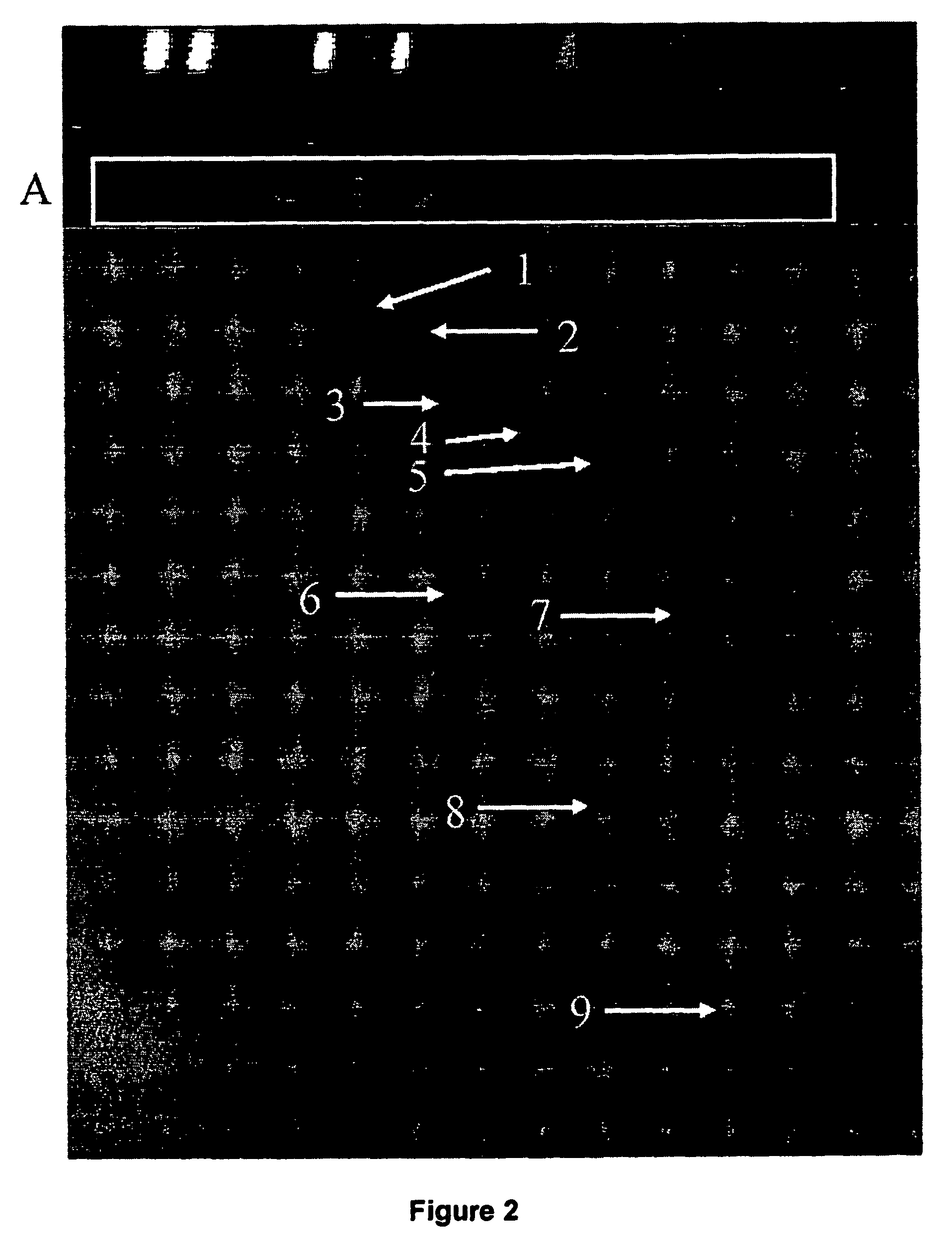 Methods for identifying and isolating unique nucleic acid sequences