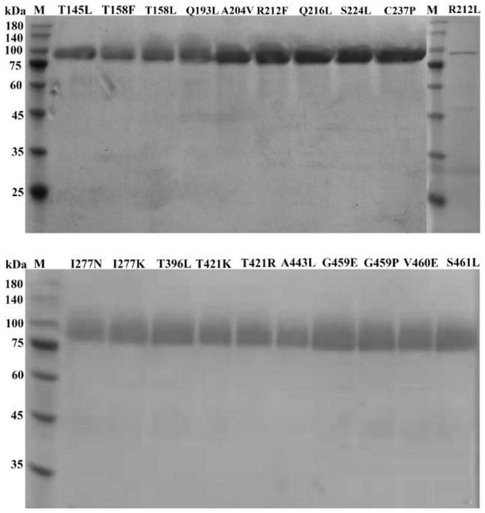 Tannase AfTan2.0 mutant and application thereof