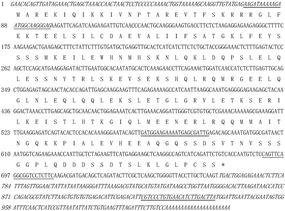 Herba epimedii EsSVP protein, gene coding same and application thereof