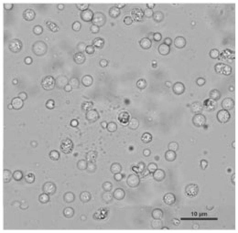 Preparation and regeneration method of protoplasts of No. 1 race of banana fusarium wilt