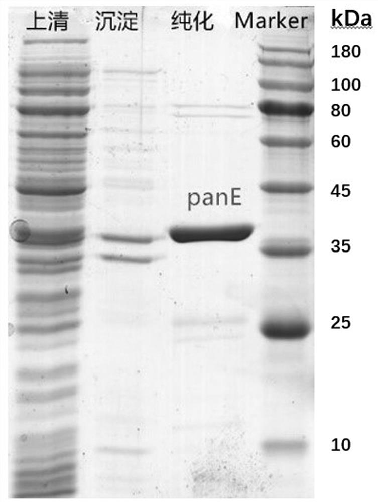 Engineering bacterium for synthesizing dencichine and application