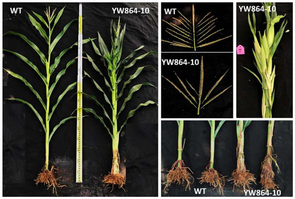 Application of ub2/ub3 Genes in Regulating the Development of Multiple Ears in Maize