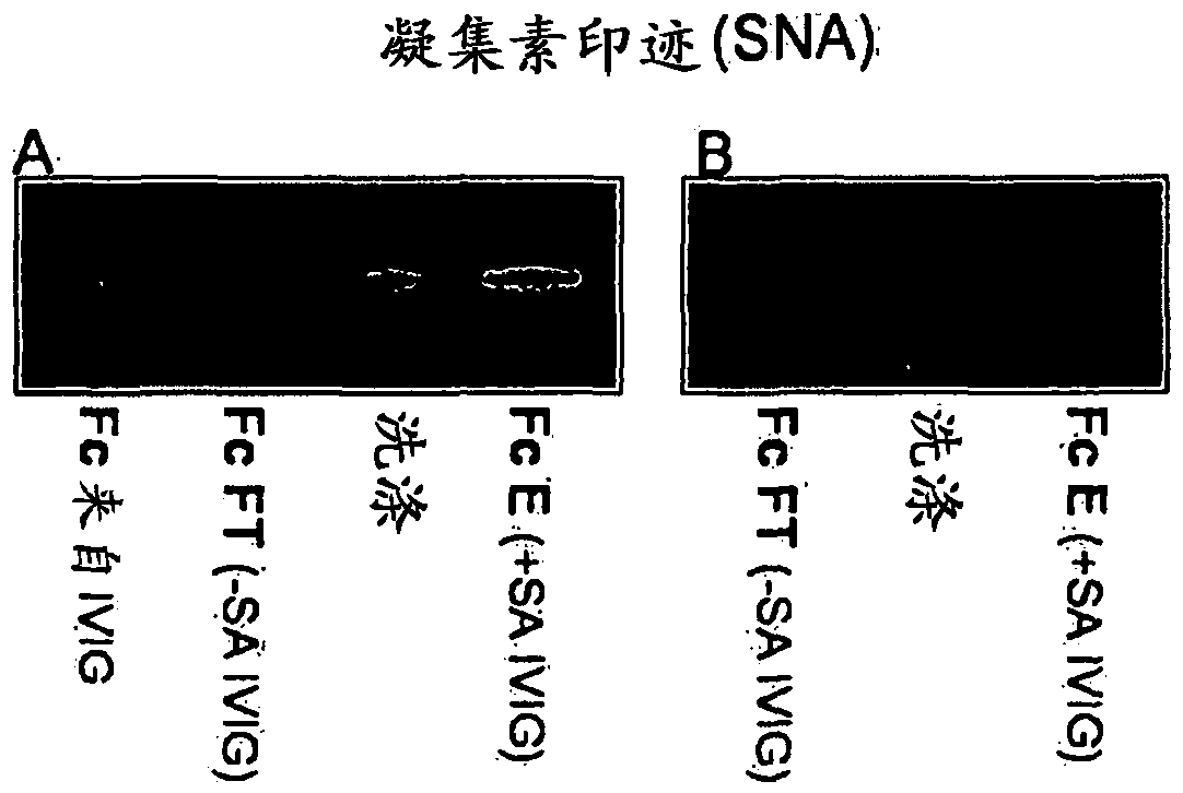 Antibody compositions with altered fab sialylation