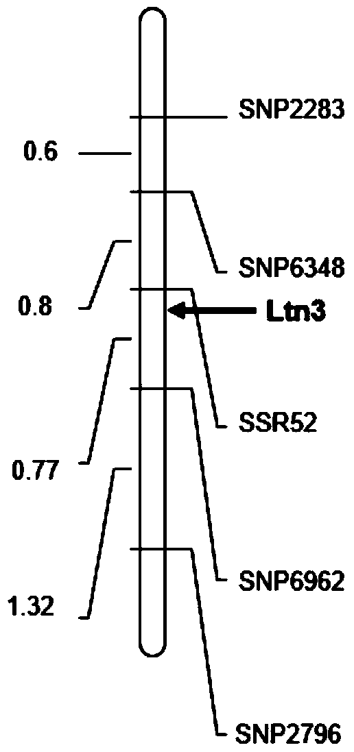 A molecular marker ssr52 of wheat oligo-tiller gene ltn3 and its application