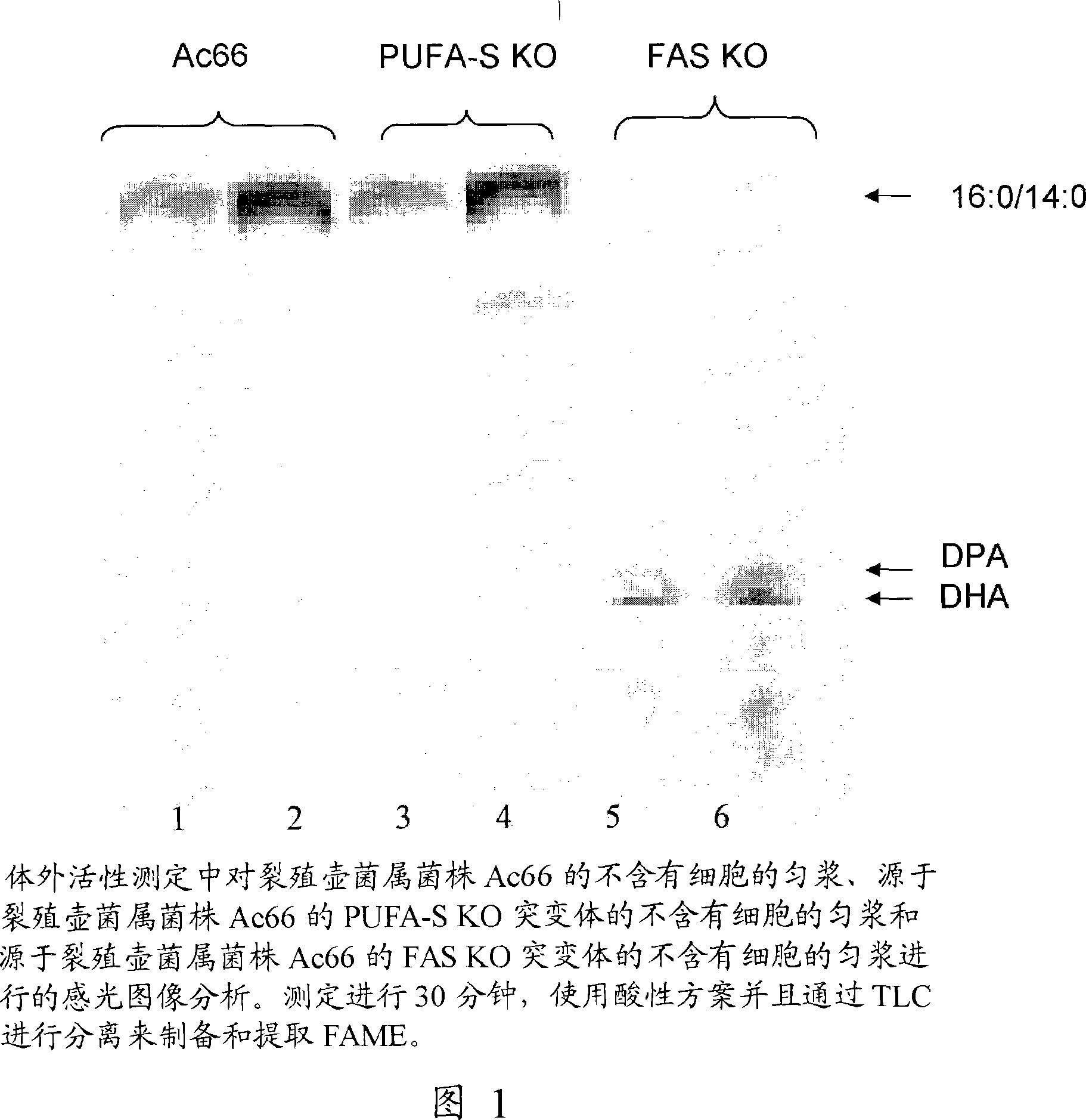 Polyunsaturated fatty acid production in heterologous organisms using pufa polyketide synthase systems