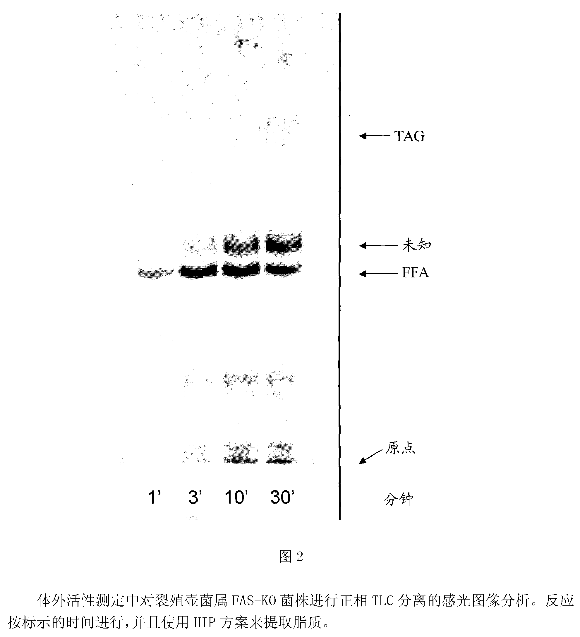 Polyunsaturated fatty acid production in heterologous organisms using pufa polyketide synthase systems