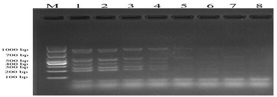 Method for rapidly identifying specificity of transgenic herbicide-resistant soybean ZH10-6 transformant