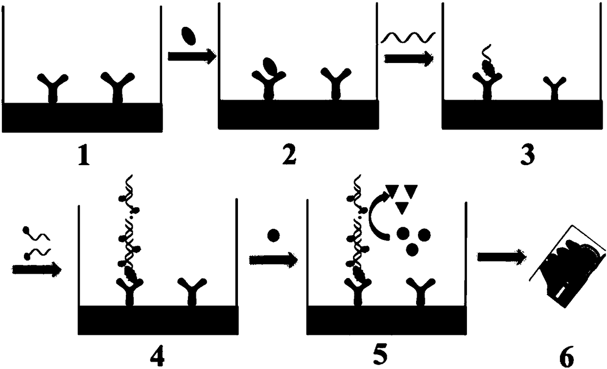 A method for portable detection of vascular endothelial growth factor by hybridization chain reaction and the nucleic acid sequence used in the method