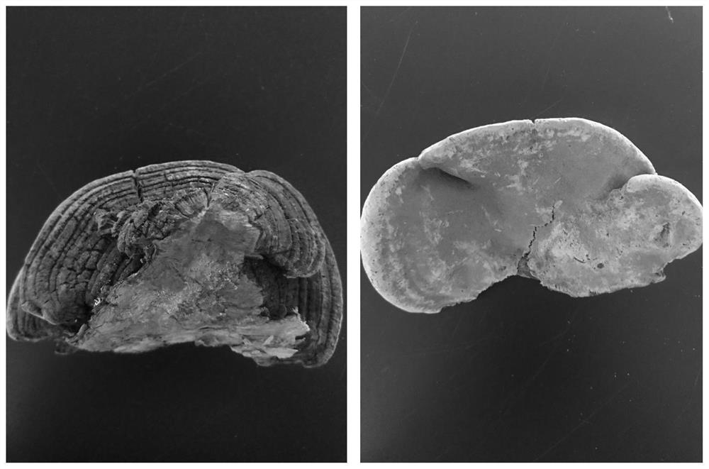 A Phellinus strain with high polysaccharide production and its cultivation method and application