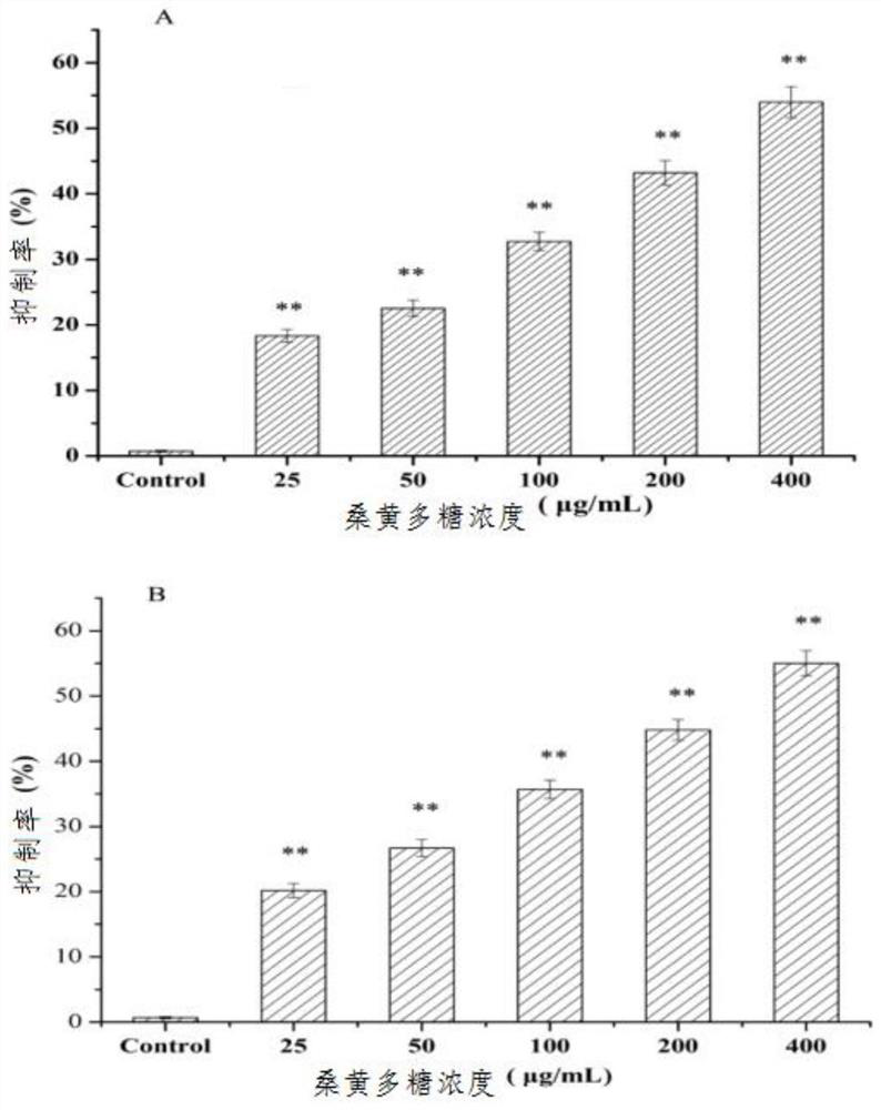 A Phellinus strain with high polysaccharide production and its cultivation method and application
