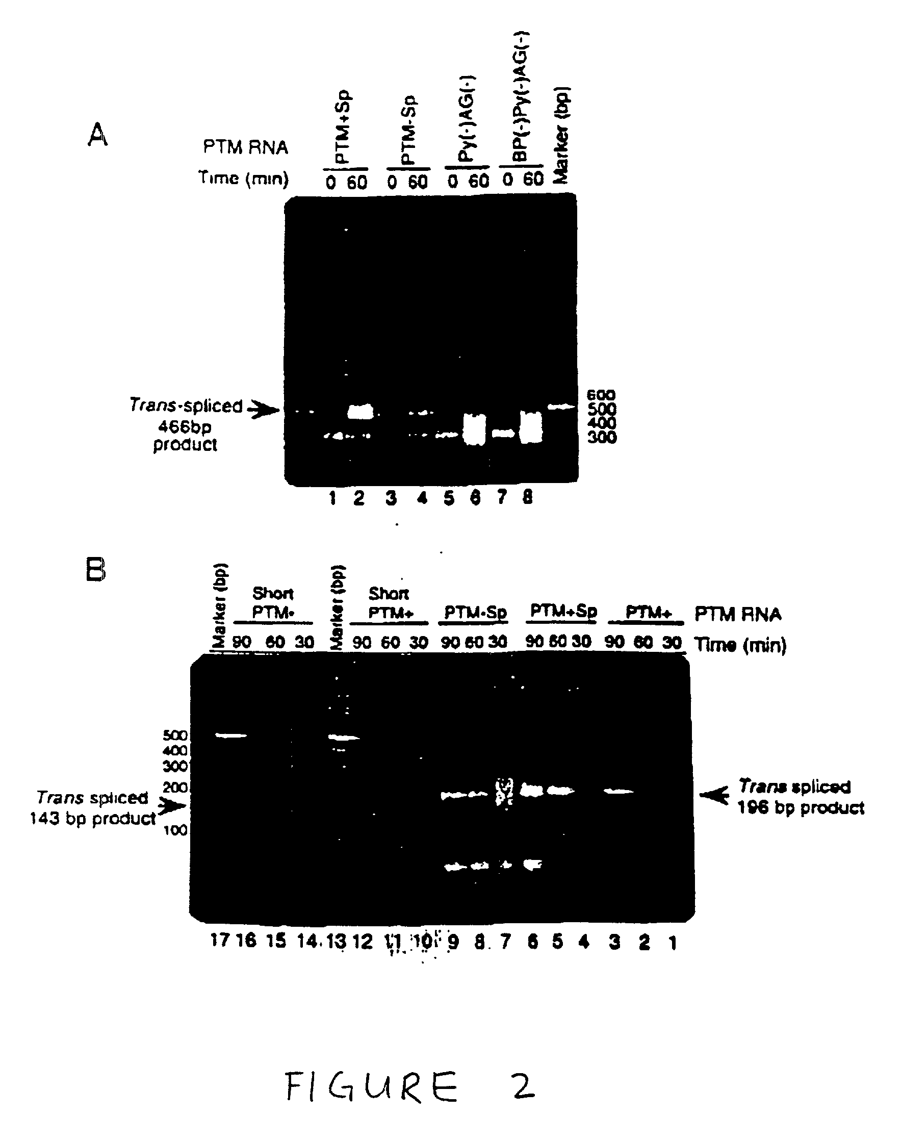 Methods and compositions for use in spliceosome mediated RNA trans-splicing