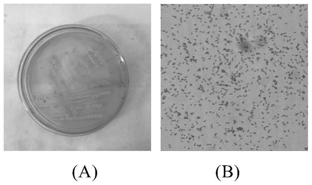 Bacterial strains for low-temperature fermentation of corn stalks and their fermentation and cultivation methods and applications