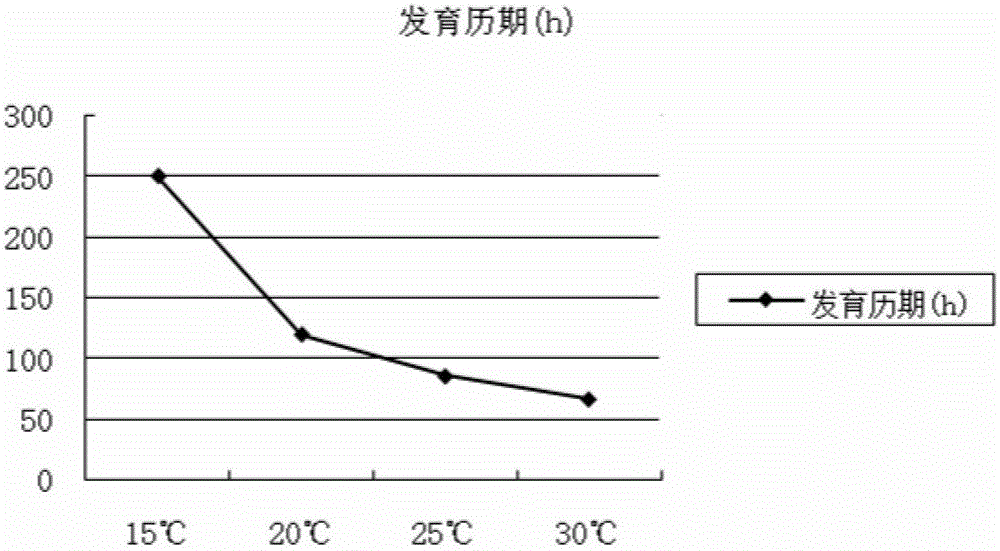 Method for propagating chrysopa pallens larvae through rice moth eggs