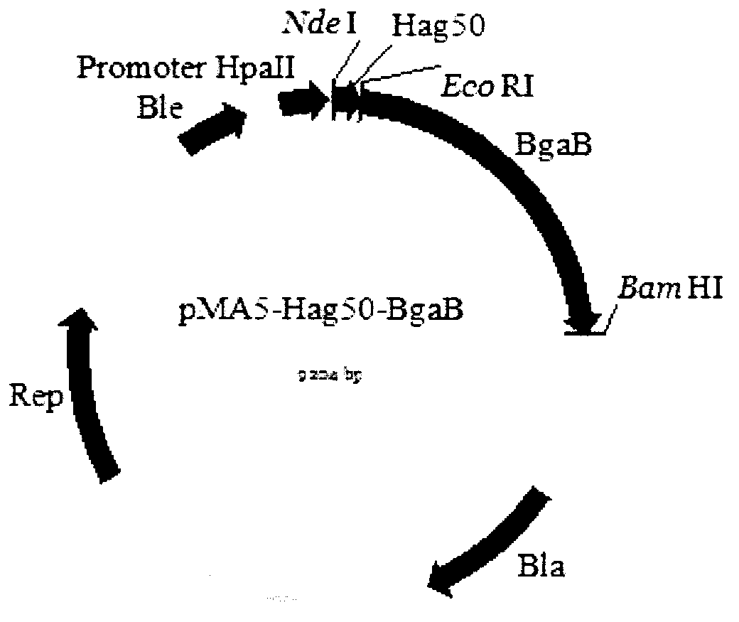 Novel method for realizing secreting expression of exogenous protein by using novel transfer signal