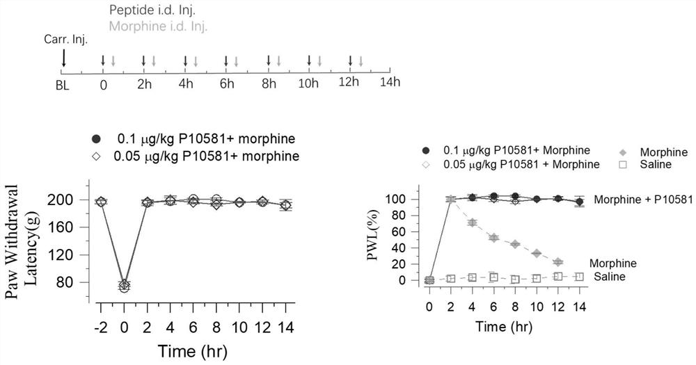 Application of a short peptide in the preparation of products capable of eliminating morphine tolerance
