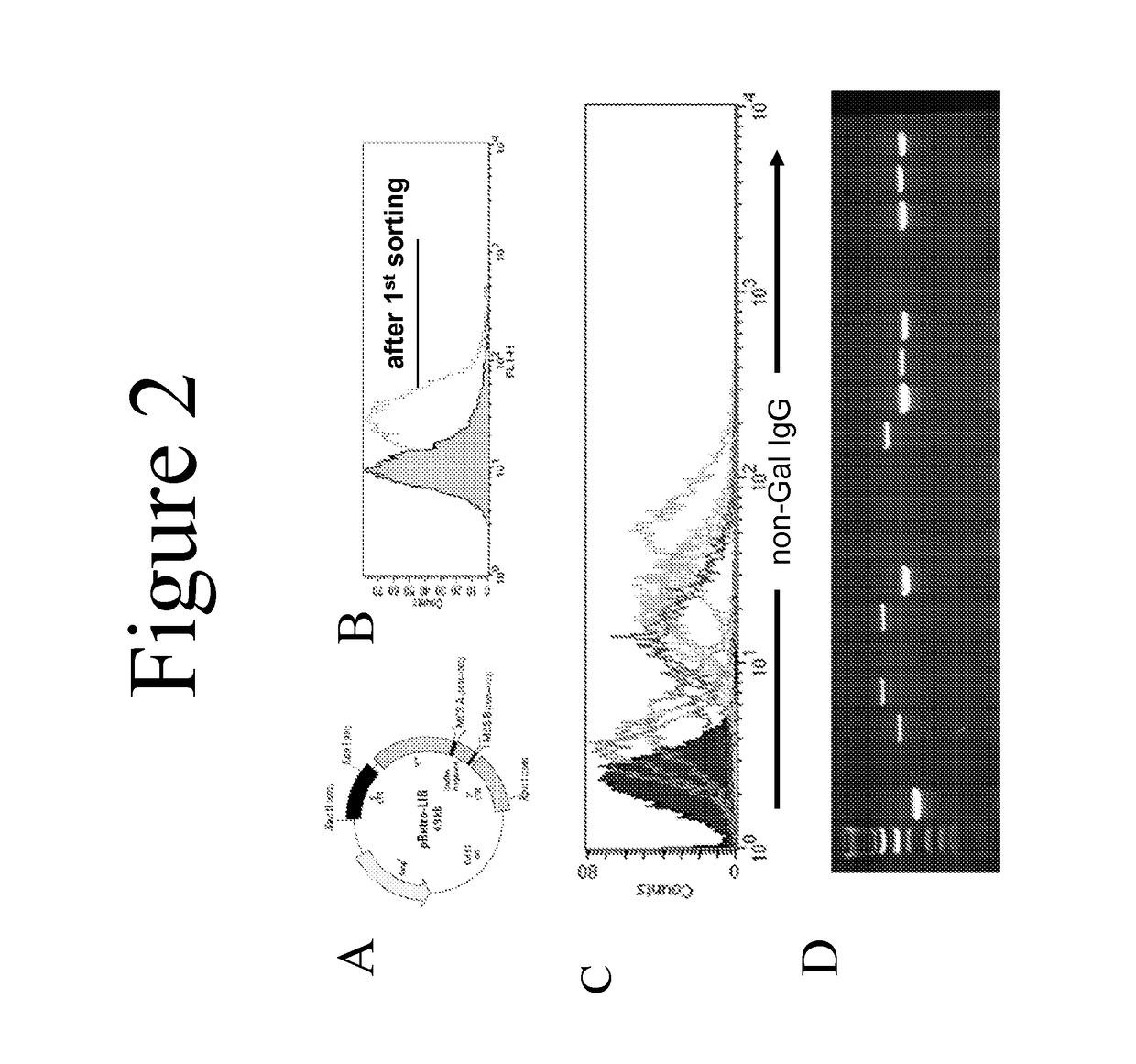 Implantation of a cardiac xenograft from a B4GALNT2KO and GTKO transgenic pig to reduce immunogenicity