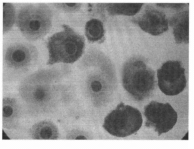 Screening culture method for sheep oocytes in vitro