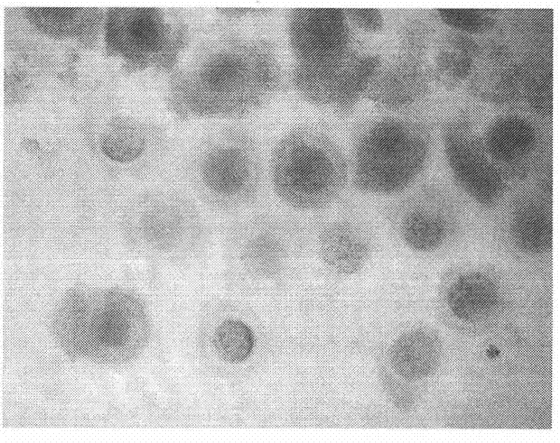 Screening culture method for sheep oocytes in vitro