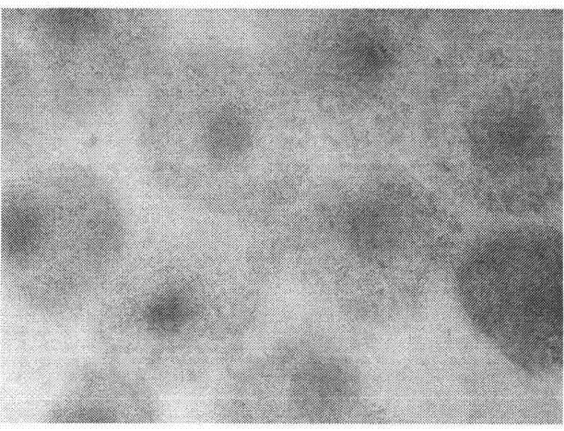 Screening culture method for sheep oocytes in vitro