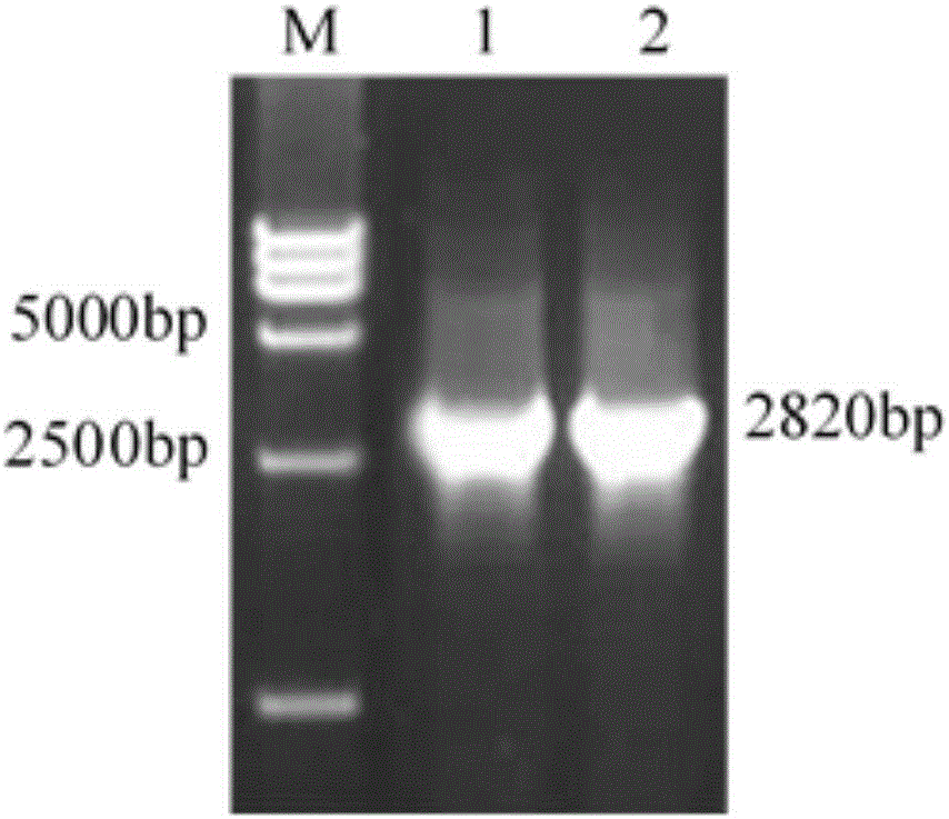 Soybean GmABC protein and encoding gene and application thereof