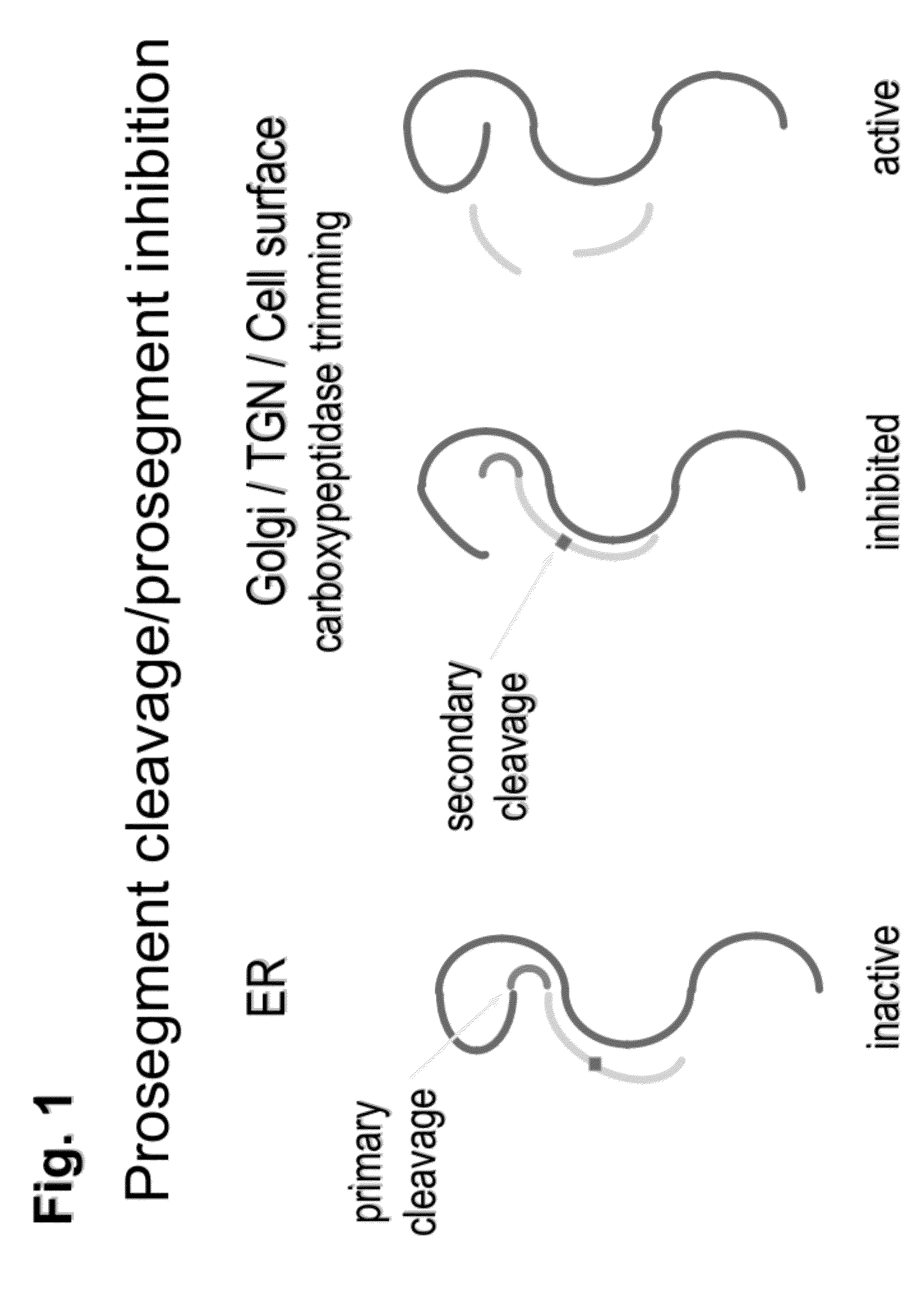 Chimeric pcsk9 proteins, cells comprising same, and assays using same
