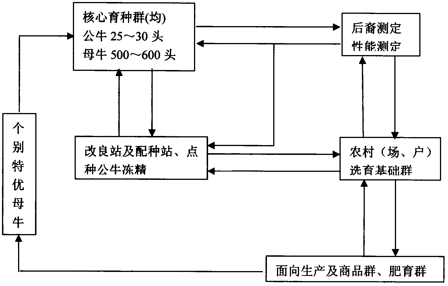 Standardized production method of Xizhen cattle