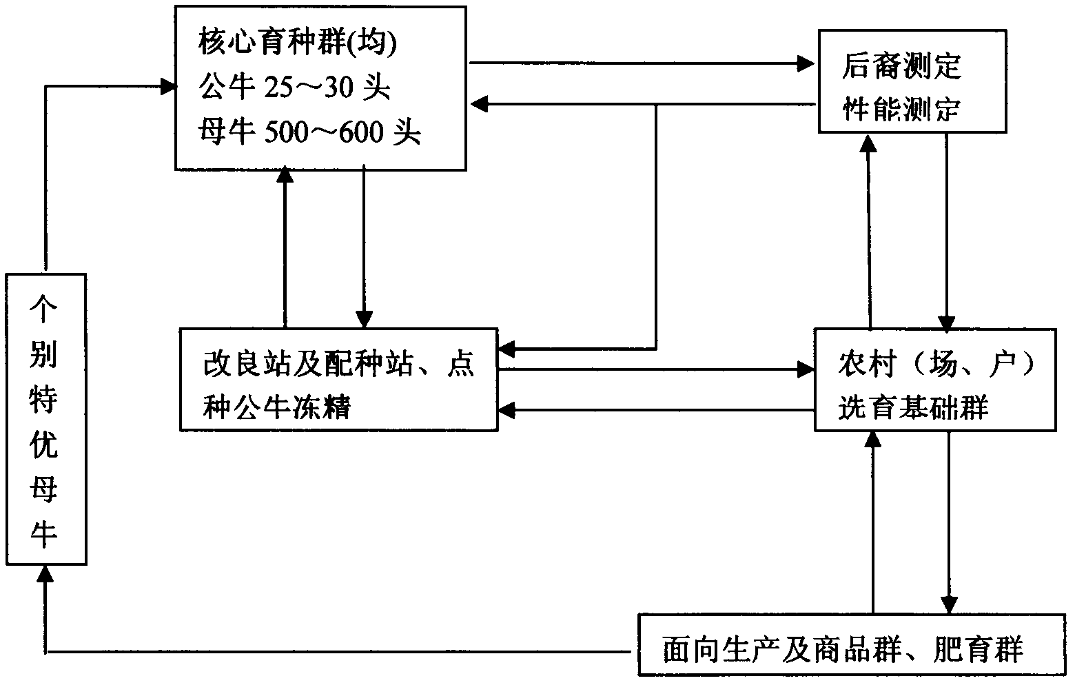 Standardized production method of Xizhen cattle
