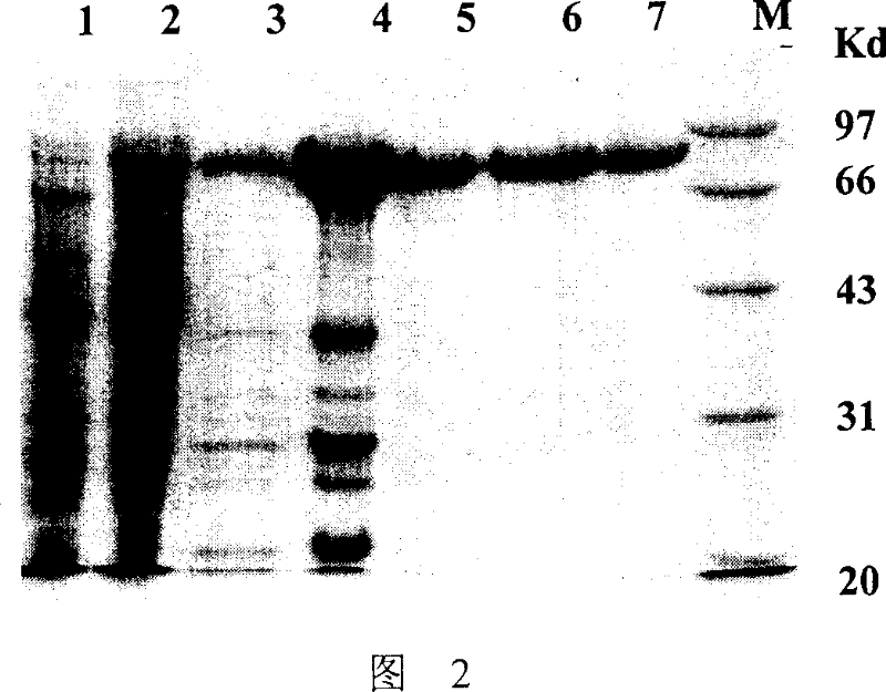 Production of recombinant anthrax protective antigen and its special expression plasmid