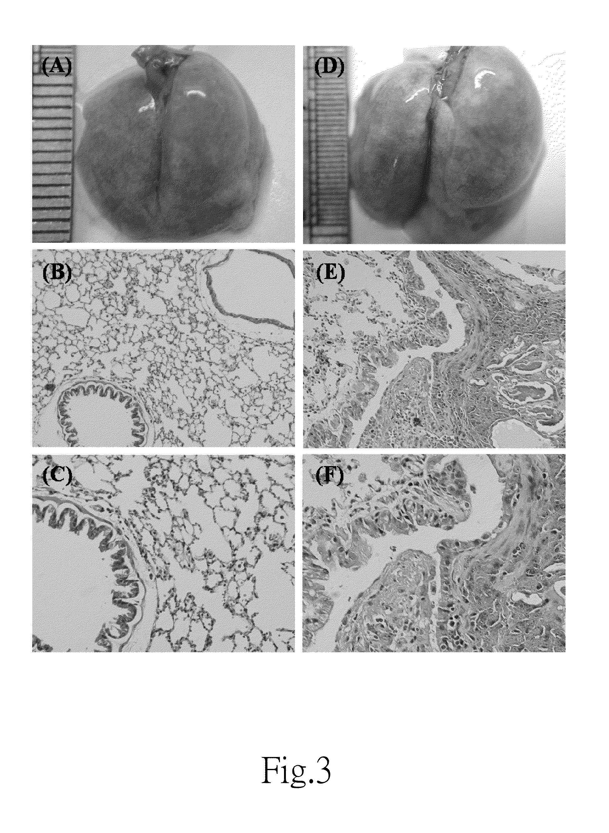 Method for manufacturing animal model for researching pulmonary tumor and use thereof