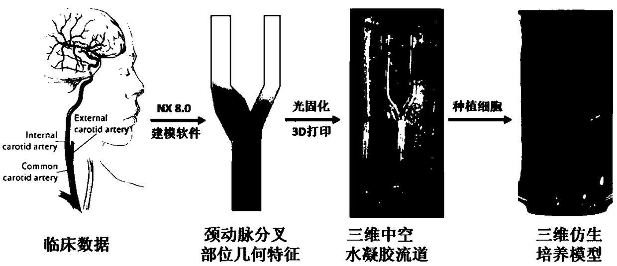 Carotid bifurcation three-dimensional cell culture model for drug screening, and construction method thereof