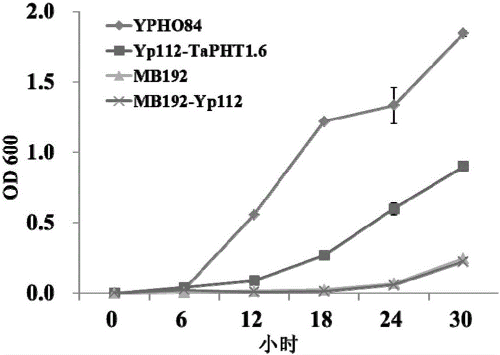 A phosphorous deficiency responsive phosphate transporter tapht1.6 and its coding gene and application