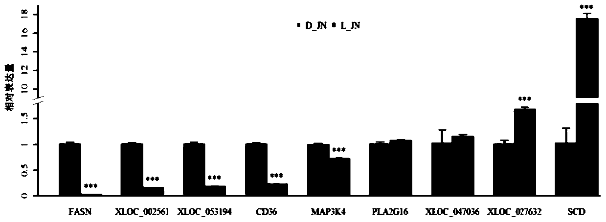 A new lncRNA extracted from porcine intramuscular adipose tissue and its application