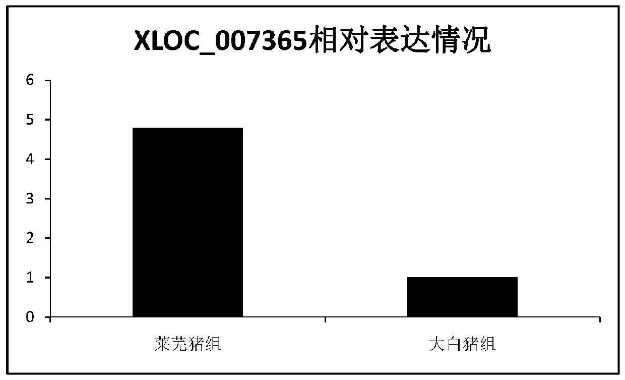 A new lncRNA extracted from porcine intramuscular adipose tissue and its application