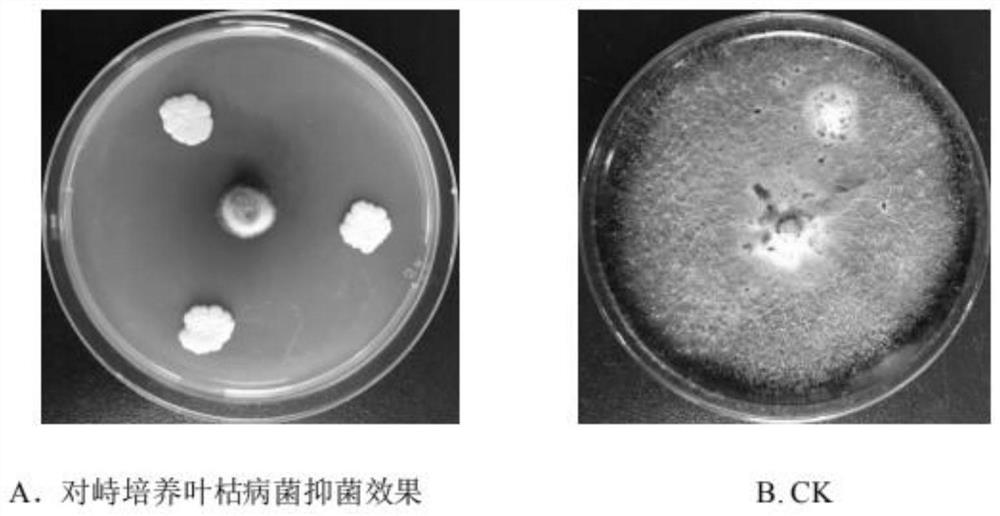 A kind of antagonistic bacterial strain for preventing and treating asarum leaf blight and its application