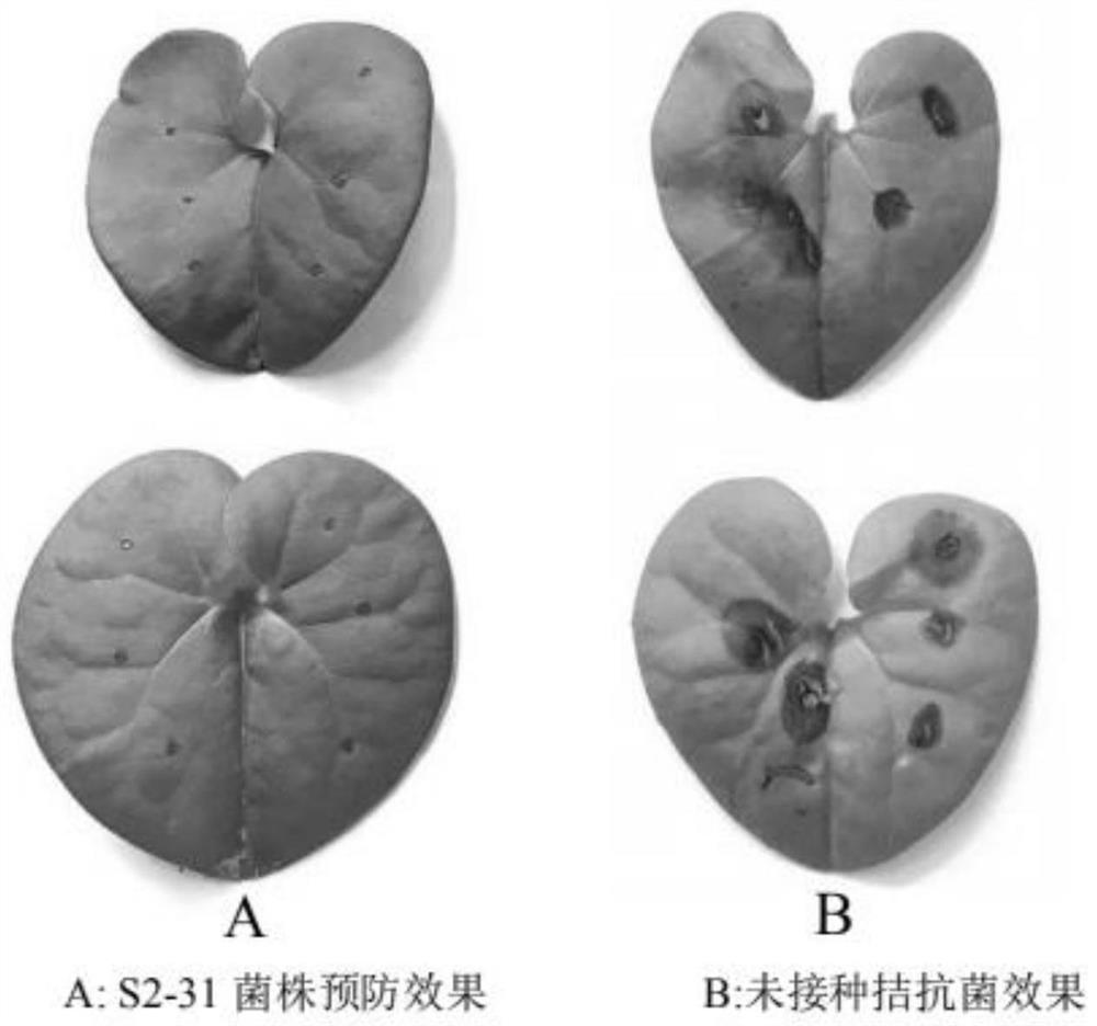 A kind of antagonistic bacterial strain for preventing and treating asarum leaf blight and its application