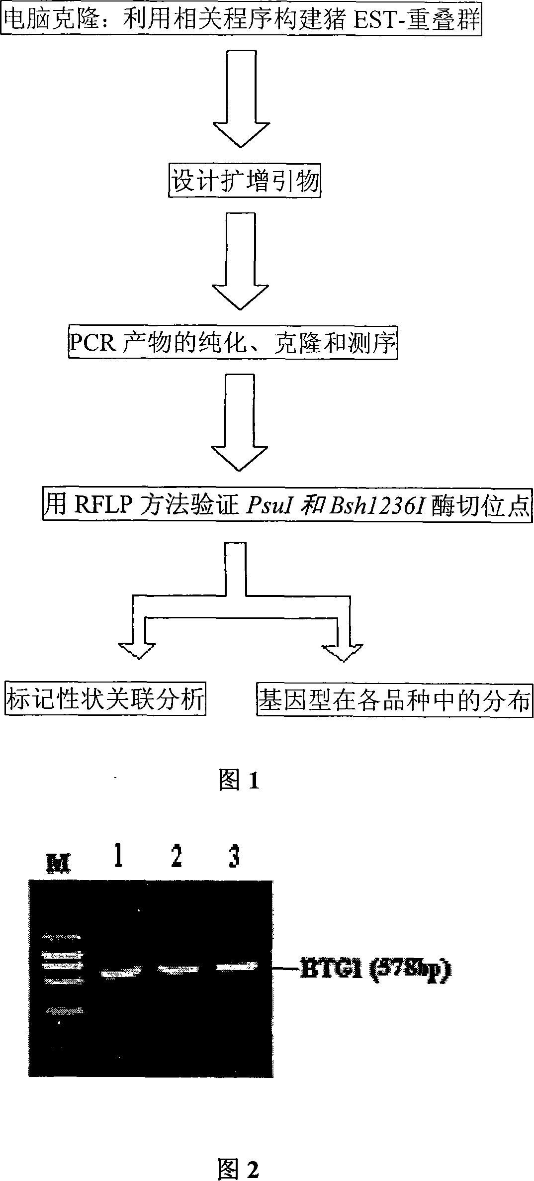 Clone for pork generation character related gene BTG1 of pig and application thereof in pig molecule mark auxiliary selection