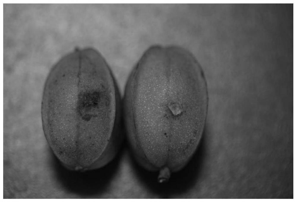 Living inoculation method for carya illinoensis fruits