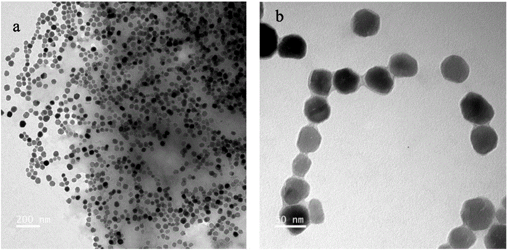 Culture method of magnetotactic bacteria AMB-1
