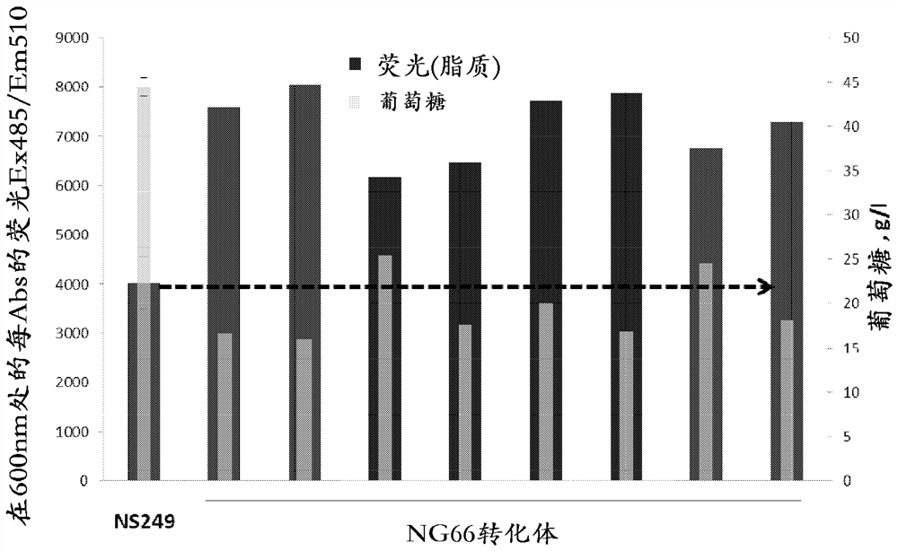 Diacylglycerol Acyltransferase (dga1) polynucleotides, and methods of increasing lipid production in yeast cells by overexpression of heterologous dga1