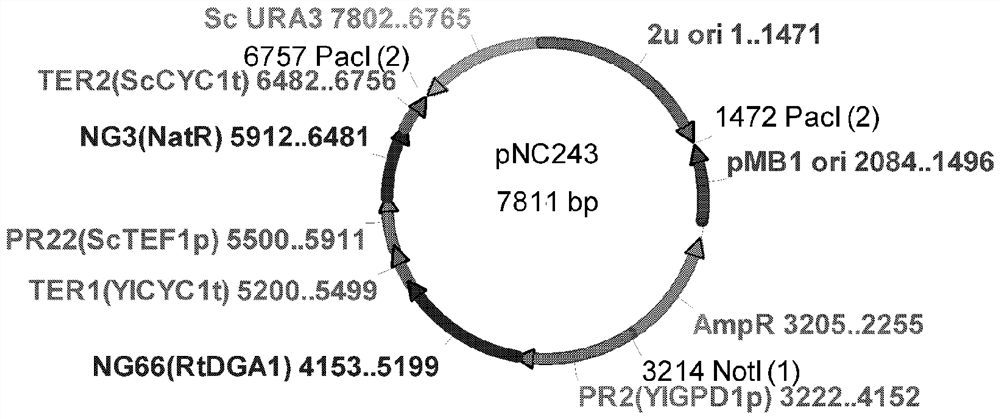 Diacylglycerol Acyltransferase (dga1) polynucleotides, and methods of increasing lipid production in yeast cells by overexpression of heterologous dga1