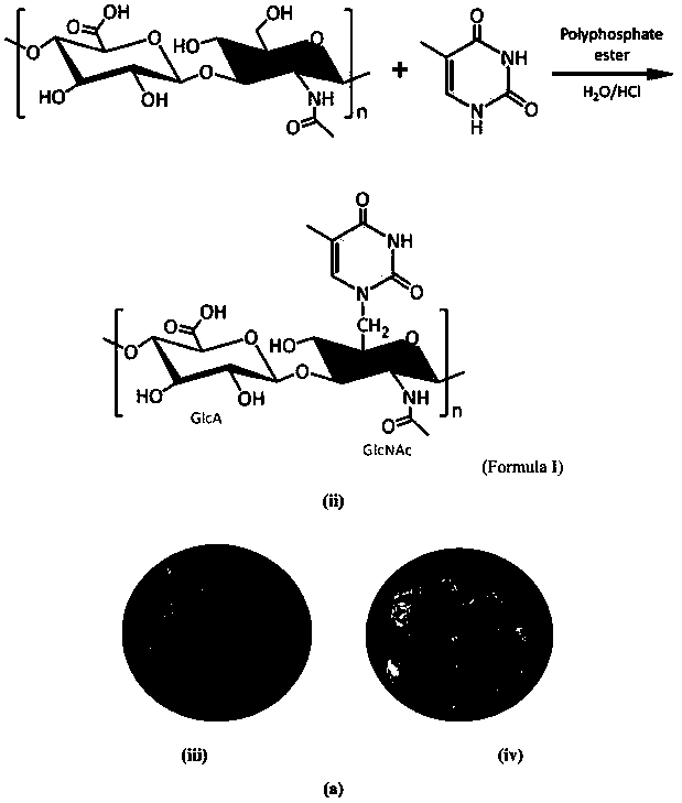 Copper nanoclusters, thymine-modified hyaluronic acid, polycopper nanoclusters and preparation method and application of copper nanoclusters, thymine-modified hyaluronic acid and polycopper nanoclusters